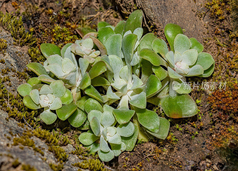 鸡柳景天(Sedum spathullifolium)是天竺葵科开花植物，俗称阔叶石斛、黄叶石斛和匙叶石斛。它是一种多年生常绿植物，原产于北美西部。马亚卡马斯山